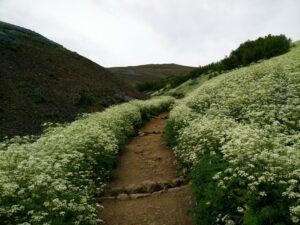Mount Esja - Path