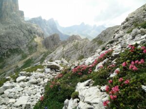 Croda Negra Trail – Flowers