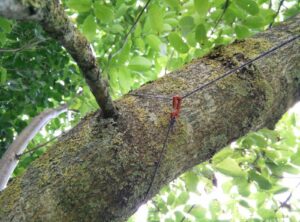 Kammok Mantis Hammock Tent - Wrap the two main rainfly cords around the trees 