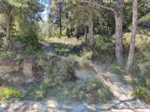 Filerimos Monastery - Ialysos Hiking Trail - the forest path is on the left side of the wide dirt road