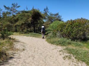 Råbjerg Mile Hiking Trail- as the sandy path turns south, continue straight ahead instead