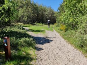 Råbjerg Mile Hiking Trail- stick to the right when the path forks into two
